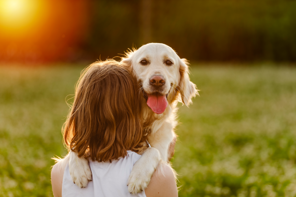 Golden Retriever facing the camera hugging a redheaded female facing away from the camera, at sunset in the middle of a field.