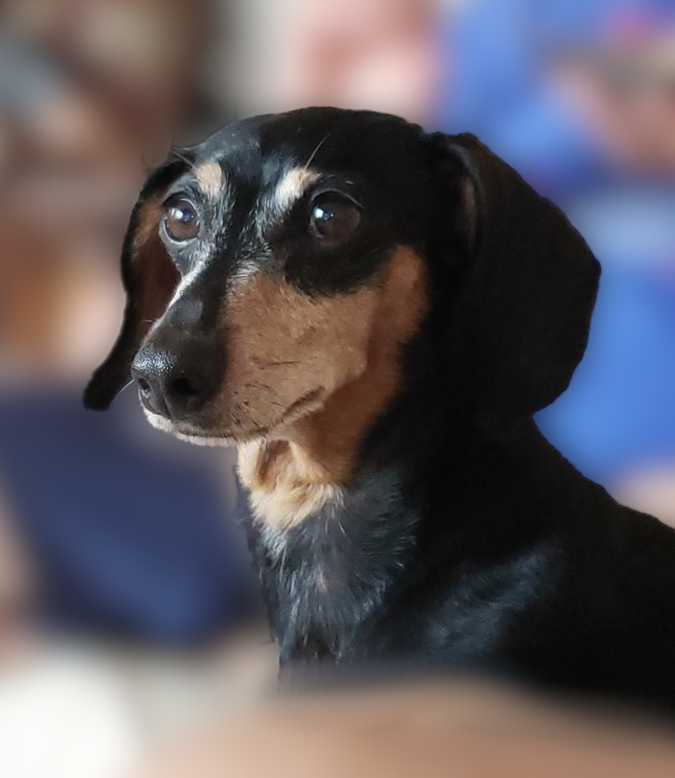 A black and tan, smooth hair, miniature Dachshund named Sally posing for a photo.