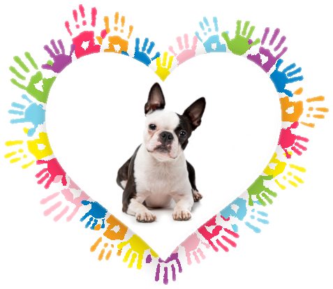 Painted multicolored handprints that form the shape of a heart. Inside the heart is a Boston Terrier facing the camera and the dog's head is slightly tileted.