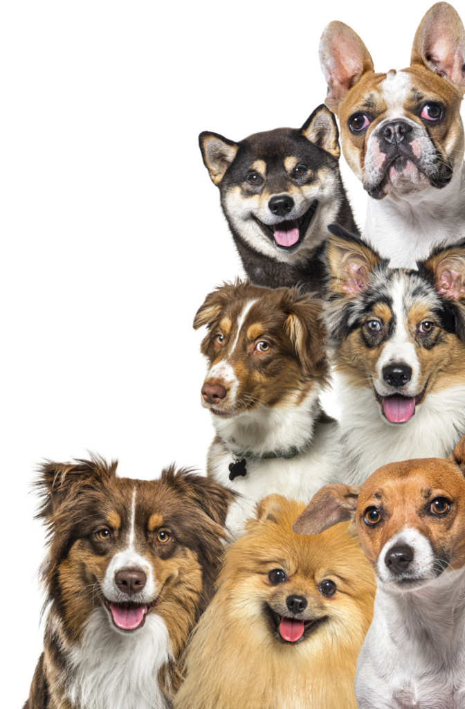 Seven dogs of different breeds posing on the right edge of the page. Three dogs on the bottom, two in the middle, and two on top.