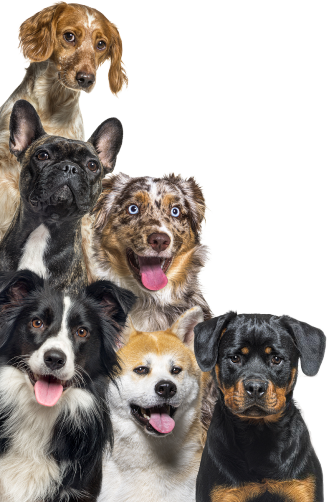 Six dogs of different breeds posing on the left edge of the page. Three dogs on the bottom, two in the middle, and one on top.