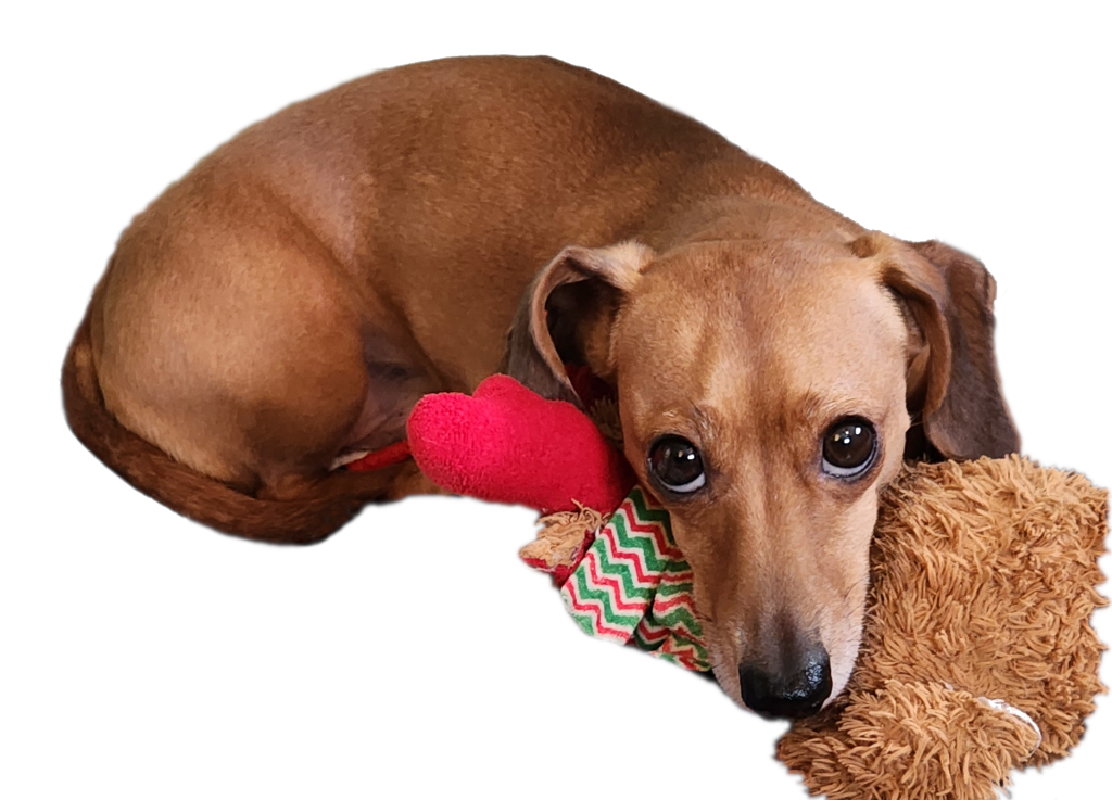 Tan Miniature Dachshund laying curled up, with his head on a plush toy and his deep brown eyes staring up.