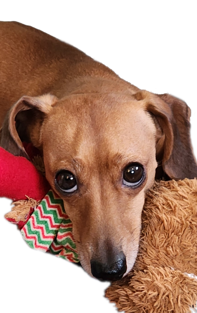 Tan Miniature Dachshund has his head on a plush toy and his deep brown eyes staring up.