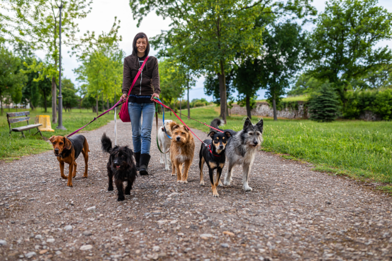 A woman walking five dogs of different breeds on a gravel road in a park.